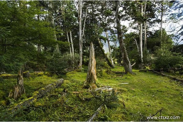 岗云山林