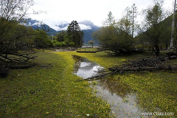 岗云杉林景区