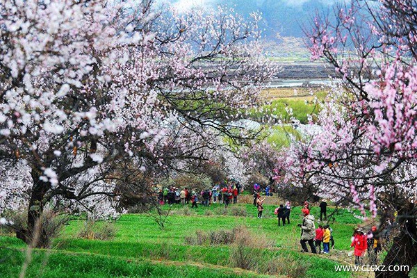去林芝旅游什么时候好