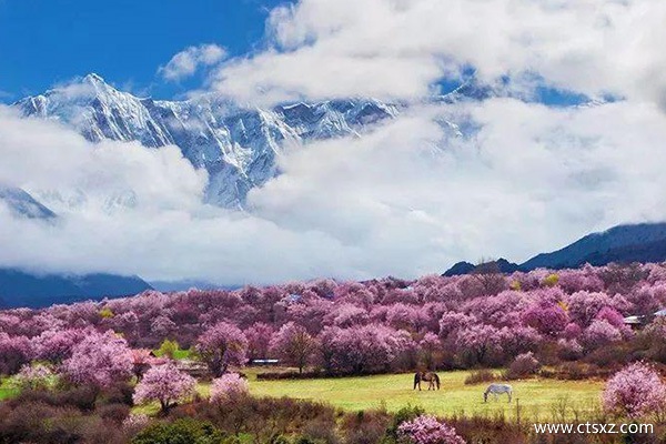 林芝桃花节路线攻略